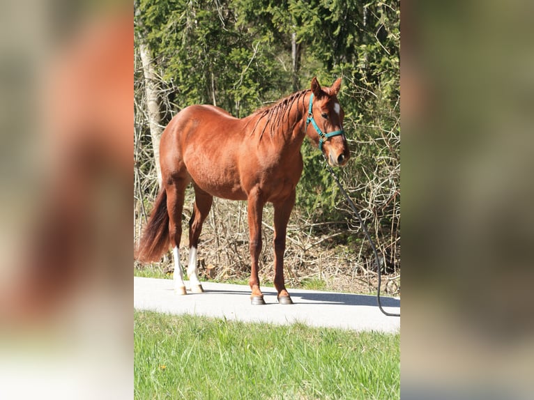 Caballo cuarto de milla Yegua 3 años 150 cm Alazán in Lo&#xDF;burg