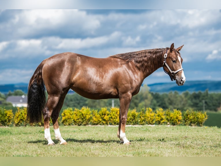 Caballo cuarto de milla Yegua 3 años 150 cm Alazán-tostado in Pottenstein