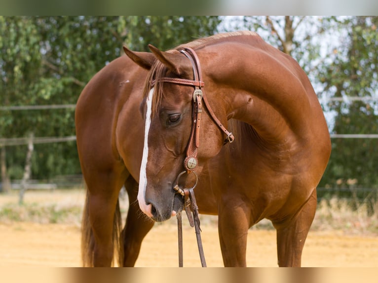 Caballo cuarto de milla Yegua 3 años 150 cm Alazán-tostado in Steyregg