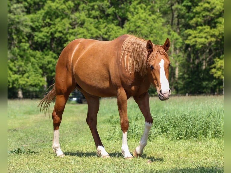 Caballo cuarto de milla Yegua 3 años 150 cm Alazán in Celle