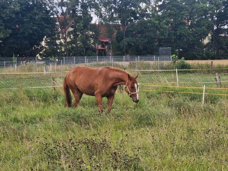 Caballo cuarto de milla Yegua 3 años 150 cm Alazán in Zeulenroda-Triebes