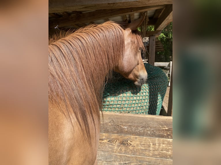 Caballo cuarto de milla Yegua 3 años 150 cm Alazán in Uder