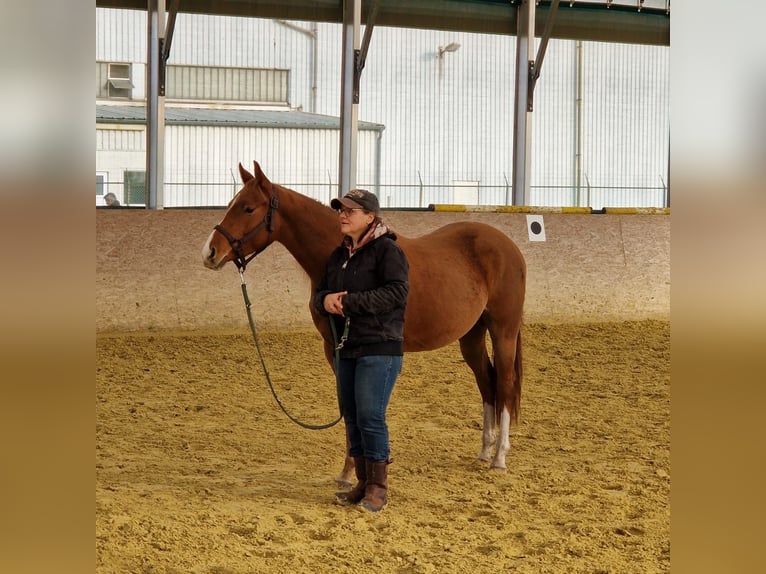Caballo cuarto de milla Yegua 3 años 150 cm Alazán in Rosendahl