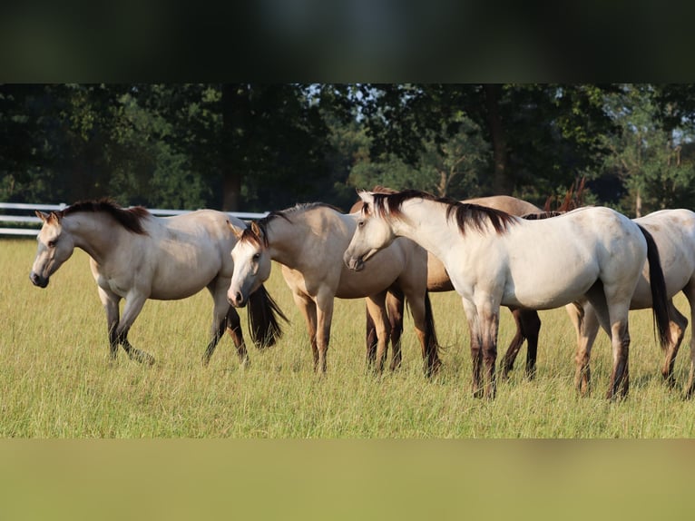 Caballo cuarto de milla Mestizo Yegua 3 años 150 cm Bayo in Oberhausen