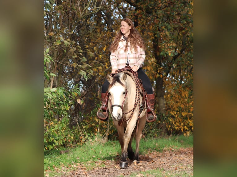 Caballo cuarto de milla Mestizo Yegua 3 años 150 cm Bayo in Oberlangen