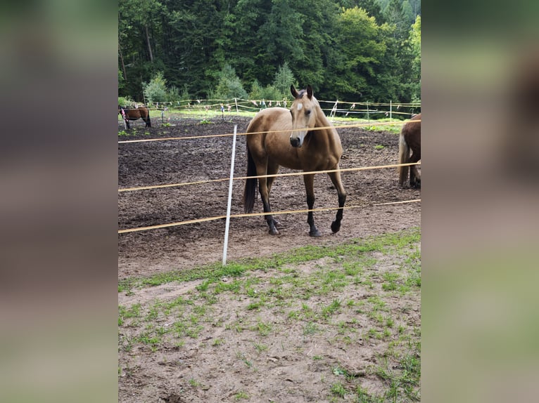 Caballo cuarto de milla Yegua 3 años 150 cm Buckskin/Bayo in Zweibrücken