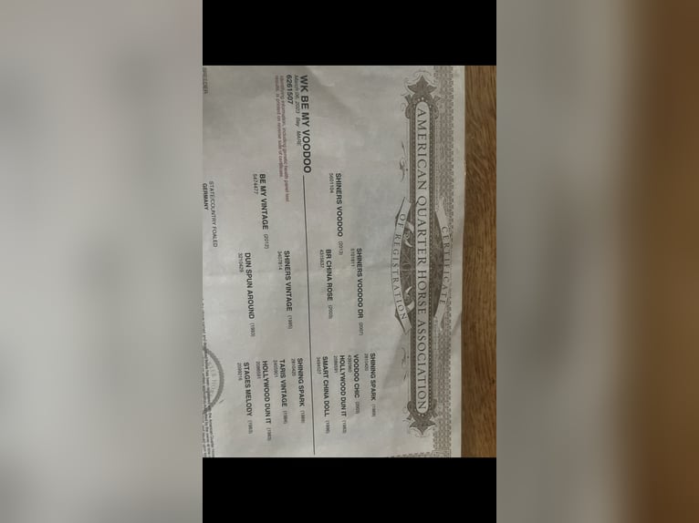 Caballo cuarto de milla Yegua 3 años 150 cm Castaño in Wermelskirchen