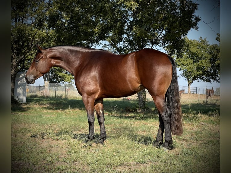 Caballo cuarto de milla Yegua 3 años 150 cm Castaño rojizo in Gordonville, TX