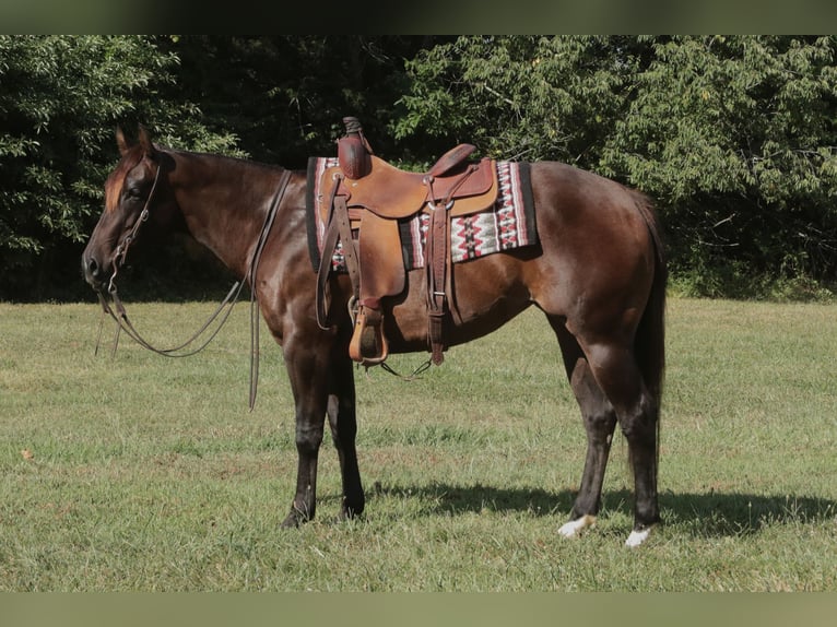 Caballo cuarto de milla Yegua 3 años 150 cm Castaño rojizo in Rogersville