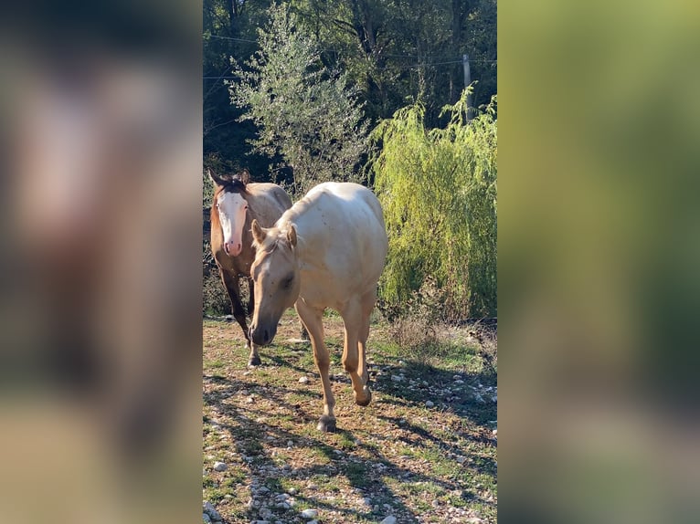 Caballo cuarto de milla Yegua 3 años 150 cm Dunalino (Cervuno x Palomino) in Opi