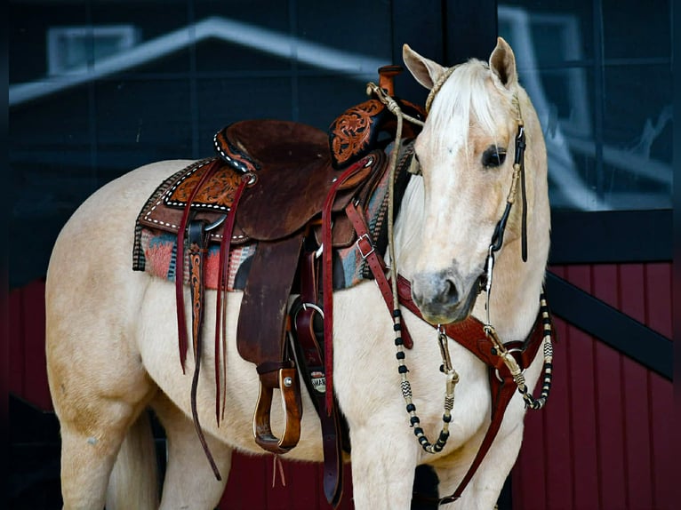 Caballo cuarto de milla Yegua 3 años 150 cm Palomino in Rebersburg