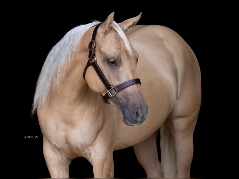 Caballo cuarto de milla Yegua 3 años 150 cm Palomino in Eschenau