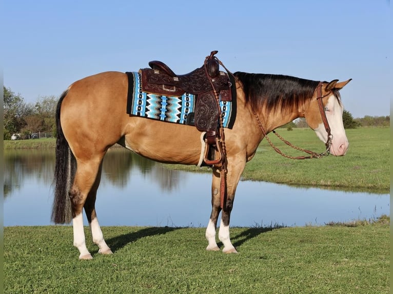 Caballo cuarto de milla Yegua 3 años 150 cm in Buffalo, MO