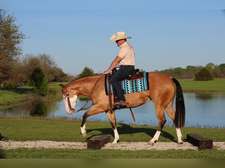 Caballo cuarto de milla Yegua 3 años 150 cm in Buffalo, MO