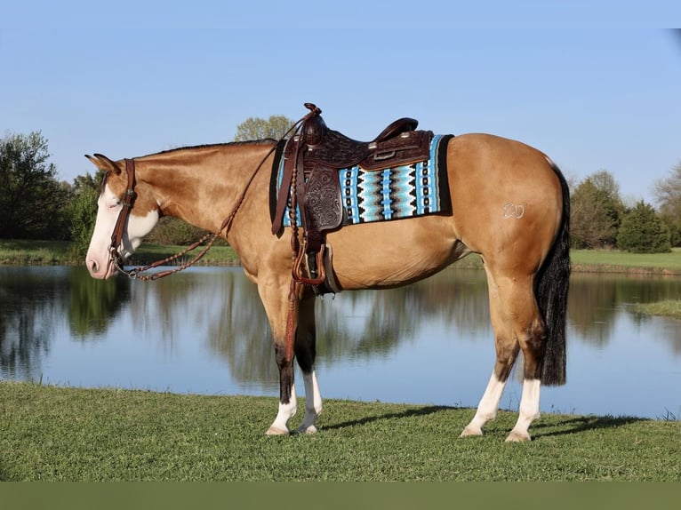 Caballo cuarto de milla Yegua 3 años 150 cm in Buffalo, MO