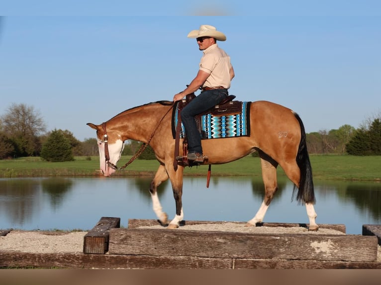 Caballo cuarto de milla Yegua 3 años 150 cm in Buffalo, MO