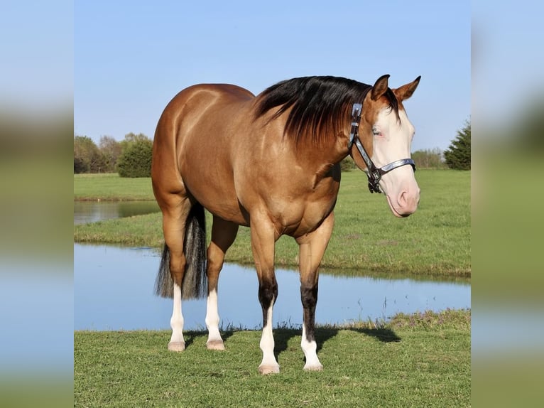 Caballo cuarto de milla Yegua 3 años 150 cm in Buffalo, MO