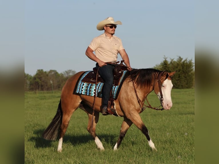 Caballo cuarto de milla Yegua 3 años 150 cm in Buffalo, MO
