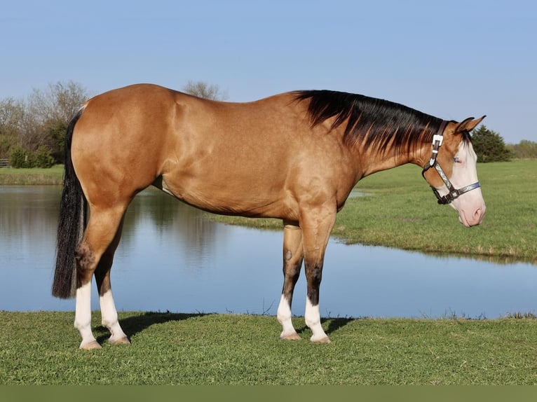 Caballo cuarto de milla Yegua 3 años 150 cm in Buffalo, MO