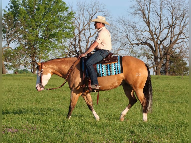 Caballo cuarto de milla Yegua 3 años 150 cm in Buffalo, MO