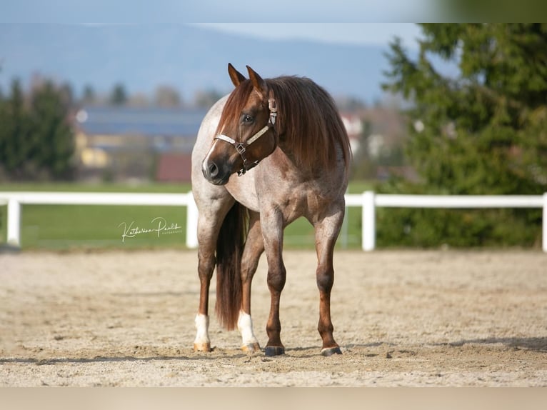 Caballo cuarto de milla Yegua 3 años 150 cm Ruano alazán in Eging am See