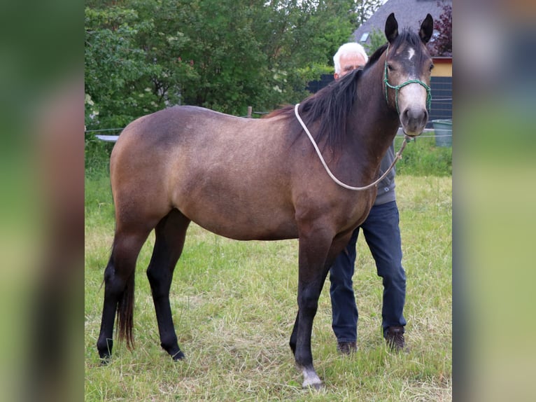 Caballo cuarto de milla Yegua 3 años 150 cm Tordo in Müglitztal