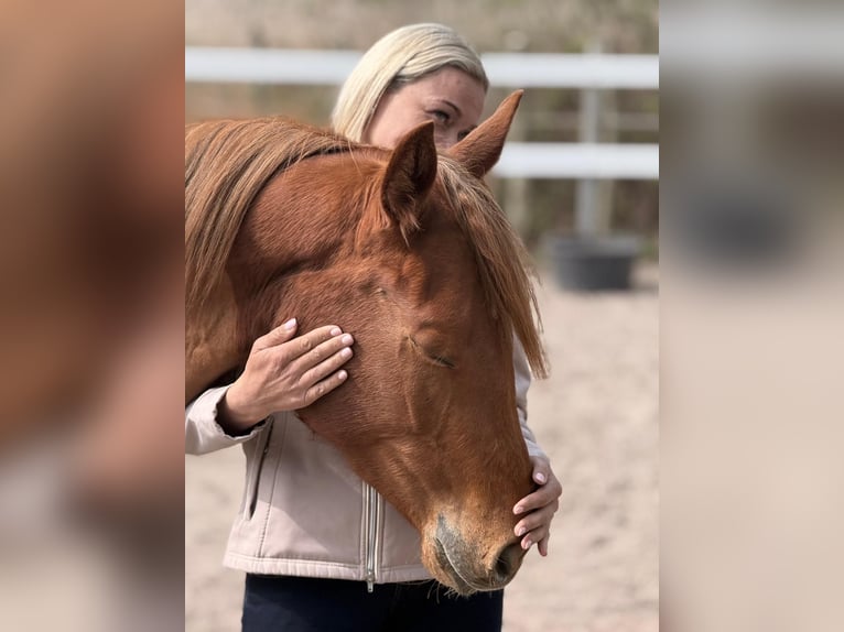 Caballo cuarto de milla Yegua 3 años 151 cm Alazán in Kandel