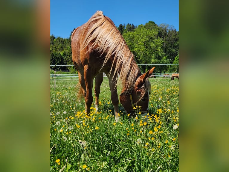 Caballo cuarto de milla Yegua 3 años 152 cm Alazán in Feldkirch