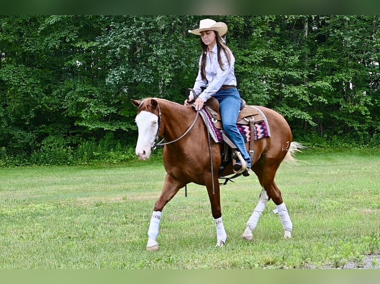 Caballo cuarto de milla Yegua 3 años 152 cm Alazán-tostado in Newfoundland