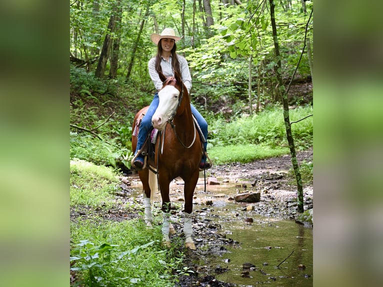 Caballo cuarto de milla Yegua 3 años 152 cm Alazán-tostado in Newfoundland
