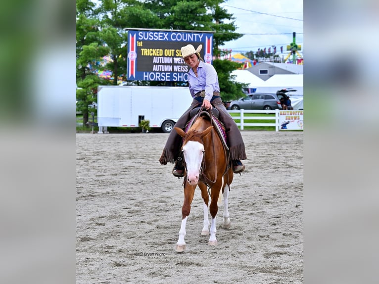 Caballo cuarto de milla Yegua 3 años 152 cm Alazán-tostado in Newfoundland