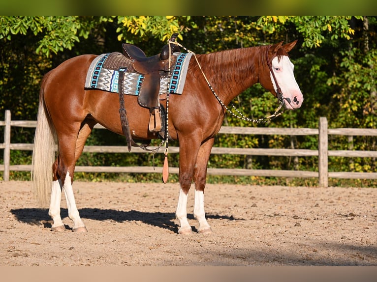 Caballo cuarto de milla Yegua 3 años 152 cm Alazán-tostado in Newfoundland