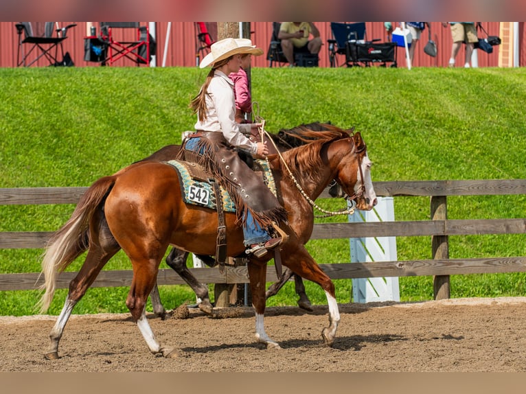 Caballo cuarto de milla Yegua 3 años 152 cm Alazán-tostado in Newfoundland