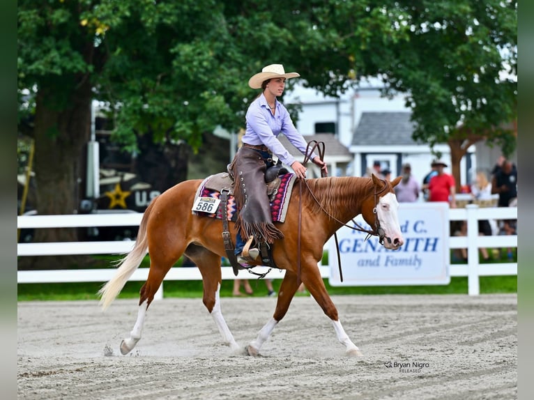 Caballo cuarto de milla Yegua 3 años 152 cm Alazán-tostado in Newfoundland