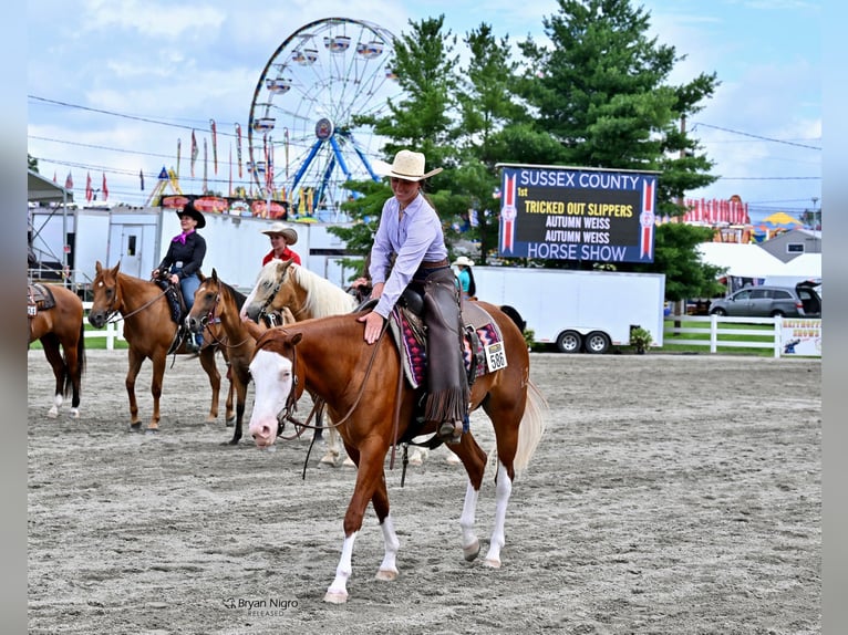 Caballo cuarto de milla Yegua 3 años 152 cm Alazán-tostado in Newfoundland