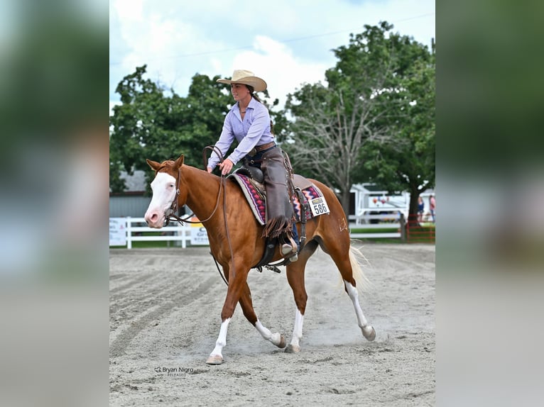 Caballo cuarto de milla Yegua 3 años 152 cm Alazán-tostado in Newfoundland