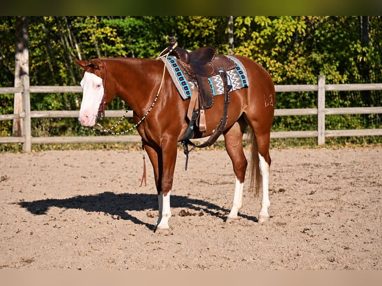 Caballo cuarto de milla Yegua 3 años 152 cm Alazán-tostado in Newfoundland
