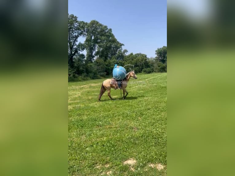 Caballo cuarto de milla Yegua 3 años 152 cm Buckskin/Bayo in Brownstown, IL