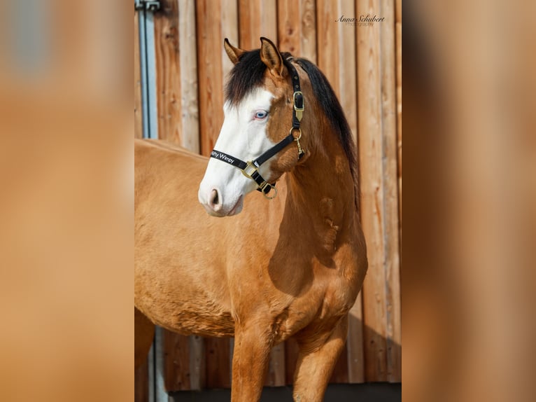 Caballo cuarto de milla Yegua 3 años 152 cm Buckskin/Bayo in Hundsangen