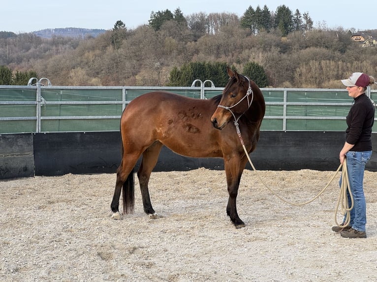 Caballo cuarto de milla Yegua 3 años 152 cm Castaño in Leun