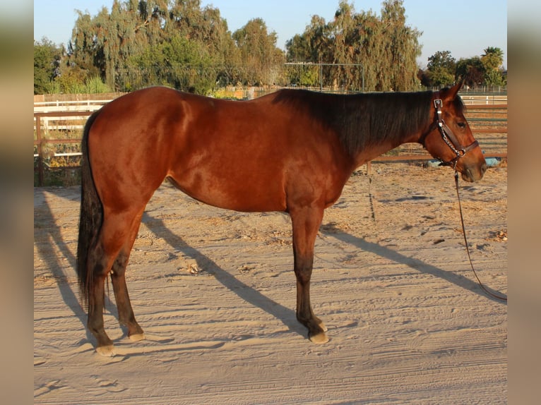 Caballo cuarto de milla Yegua 3 años 152 cm Castaño rojizo in Bakersfield