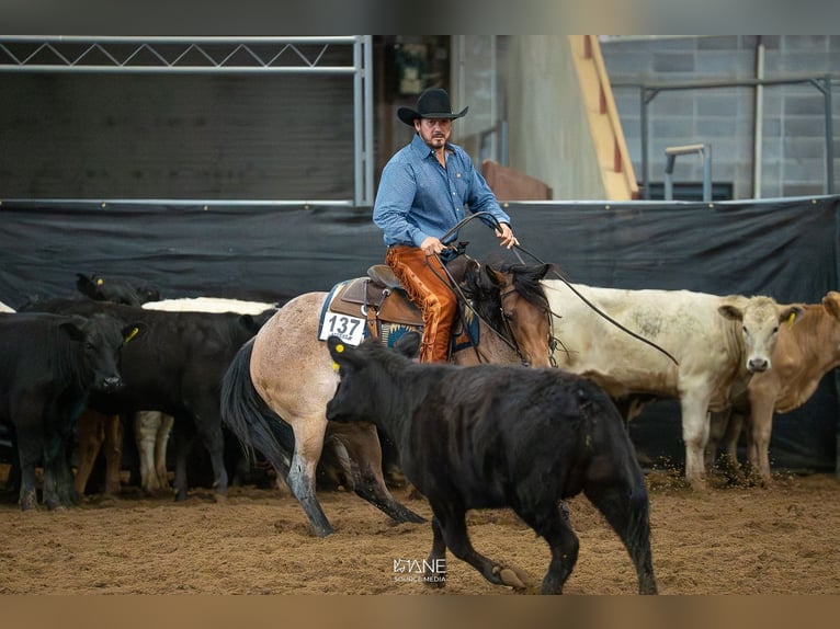 Caballo cuarto de milla Yegua 3 años 152 cm Castaño-ruano in Cleveland, GA