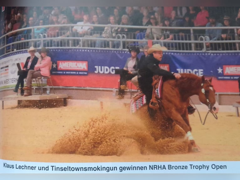 Caballo cuarto de milla Yegua 3 años 152 cm Castaño in Strebersdorf