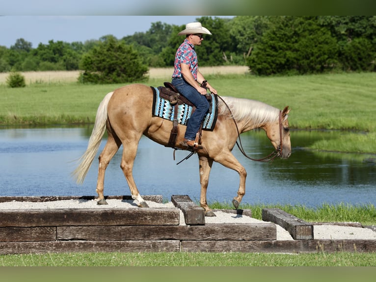 Caballo cuarto de milla Yegua 3 años 152 cm Palomino in Buffalo