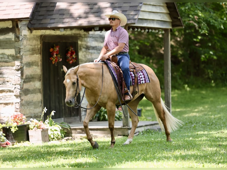 Caballo cuarto de milla Yegua 3 años 152 cm Palomino in Buffalo
