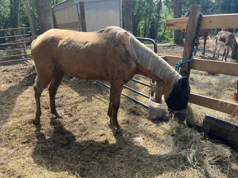 Caballo cuarto de milla Yegua 3 años 152 cm Palomino in Hudson Falls