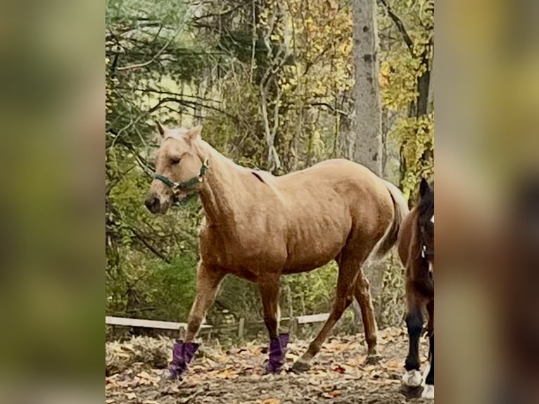 Caballo cuarto de milla Yegua 3 años 152 cm Palomino in Hudson Falls