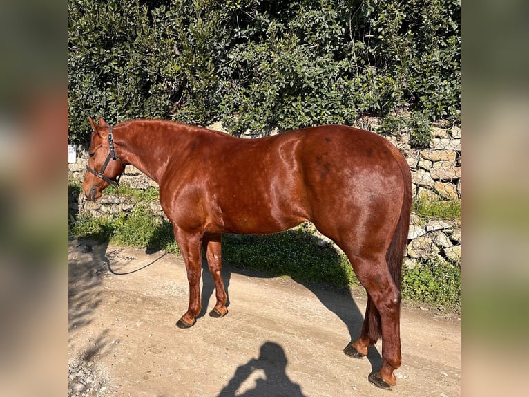Caballo cuarto de milla Yegua 3 años 153 cm Castaño in München