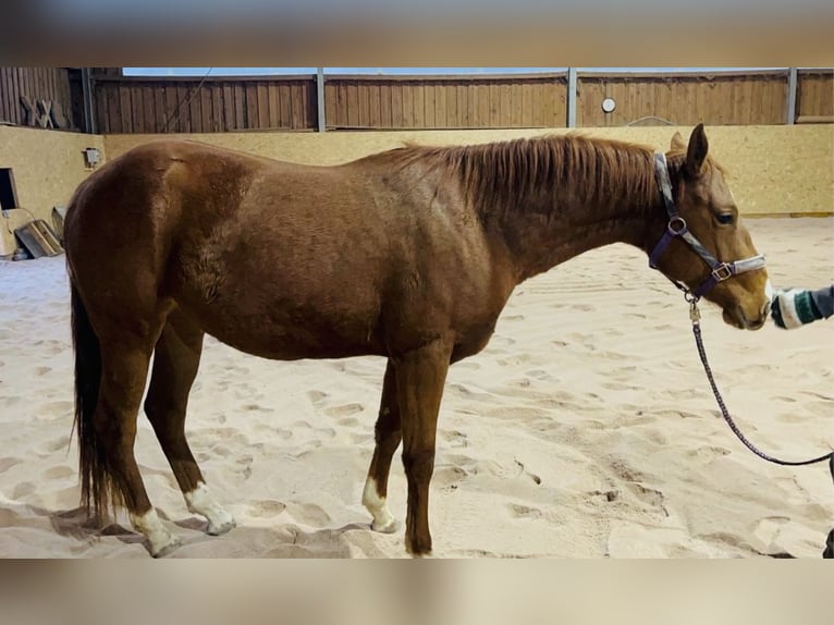 Caballo cuarto de milla Yegua 3 años 155 cm Alazán in Kronach