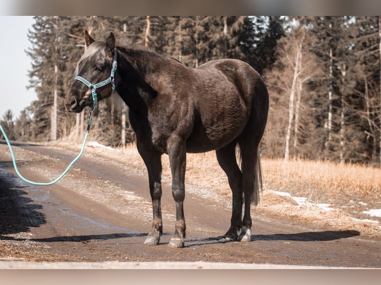 Caballo cuarto de milla Yegua 3 años 155 cm Negro in Kirchberg im Wald